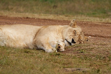 Lazy Lioness Laying around and yawning, sitting in the bushveld of a field in a Nature reserve during a Safari game drive