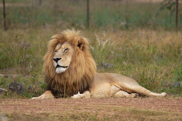 Naklejka na ściany i meble Stunning Proud Lion portrait with a full mane staring into the distance, caring for his pride and lazing around. Taken during a safari game drive in South Africa 