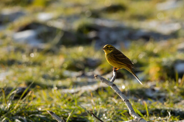 Trznadel zwyczajny Emberiza citrinella