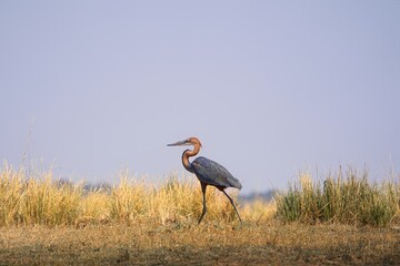 Goliath heron walks in tall grass in open air, Zimbabwe, Africa