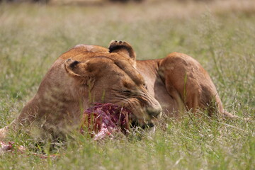 Fototapeta na wymiar Lioness Eating Raw ribs in the wild , keeping the others away to not fight. Munching and chewing away using its ferocious teeth to tear away 