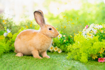 Fototapeta premium young brown rabbit sitting in nature, adorable fluffy bunny, concept of rabbit easter