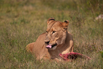 Lioness Eating Raw ribs in the wild , keeping the others away to not fight. Munching and chewing away using its ferocious teeth to tear away 