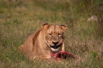 Obraz na płótnie Canvas Lioness Eating Raw ribs in the wild , keeping the others away to not fight. Munching and chewing away using its ferocious teeth to tear away 