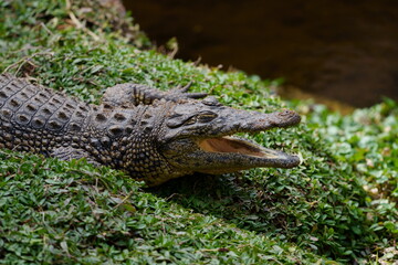 Nile crocodile sitting on a patch of green grass with its mouth open waiting for prey and to regulate its body temperature, showing its beautiful green reptile eye. Taken during a Safari game drive 