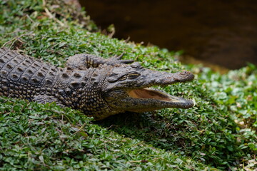 Nile crocodile sitting on a patch of green grass with its mouth open waiting for prey and to...