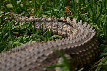 Nile crocodile sitting on a patch of green grass with its mouth open waiting for prey and to regulate its body temperature, showing its beautiful green reptile eye. Taken during a Safari game drive 