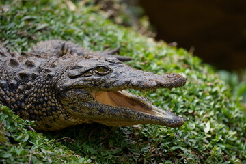 Nile crocodile sitting on a patch of green grass with its mouth open waiting for prey and to regulate its body temperature, showing its beautiful green reptile eye. Taken during a Safari game drive 