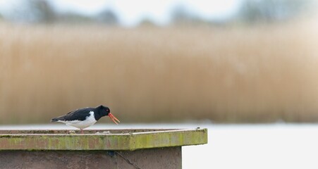 Oystercatcher (Haematopus ostralegus)