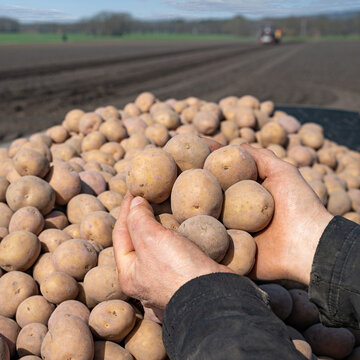 Saatkartoffeln werden in Händen gehalten, im Hintergrund, Traktor mit Kartoffellegemaschine.