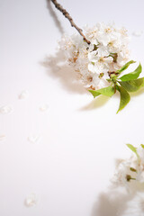 White cherry blooming branch on white, copy space