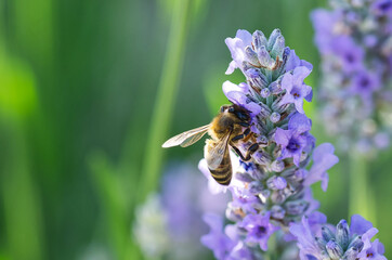 macrofotografia de abeja polinizando flor de lavanda 
