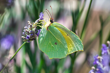 mariposa verde posada sobre flor de lavanda