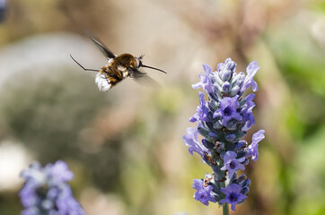 macrofotografia de abeja polinizando flor de lavanda 