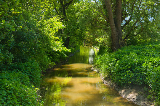 illwald im Elsass nahe Selestat in Fr&uuml;hling