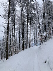 Views from winter hiking path in the forest. Mountain nature landscape. Forest landscape from walking, hiking in the mountains. Snowy path in the forest with bridge and river. Sunny winter day.

