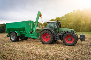 Fototapeta premium Körnermaisernte. Die frisch gedroschenen Maiskörner werden über einen speziellen Transportwagen in eine mobile Mühle gefüllt.