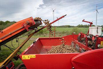 Aussaat von Frühkartoffeln, Befüllen der Sämaschine mit den Saatkartoffeln, mit Hilfe eines Förderbandes werde die Kartoffeln vom Anhänger zur Sämaschine befördert.