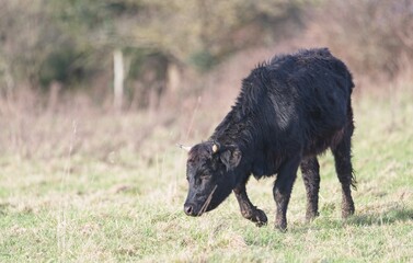 Parkland Cattle