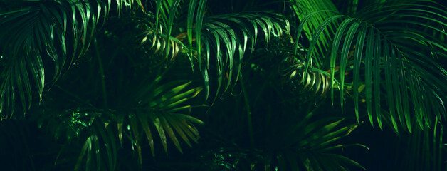Naklejka na ściany i meble Close up image of palm tree leaf. Tropical and nature banner background
