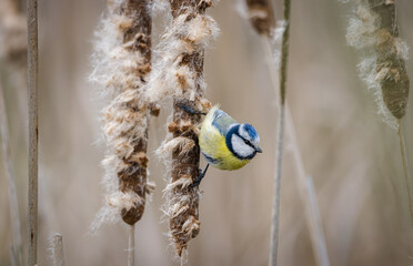 Eurasian Blue Tit sits on the reed and  looks for something. Close-up of small bird. Bird with a blue head and blue wings and yellow stomach and chest. blue and yellow plumage.