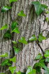 Tree trunk bound by ivy vine.