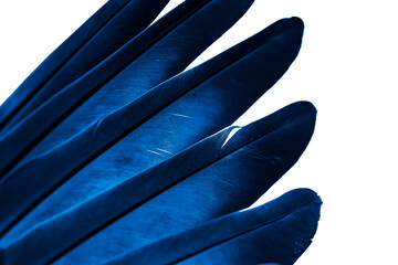 blue feather pigeon macro photo. PNG
