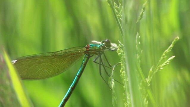 Female banded demoiselle (Caloptery Splendens) with golden wings, a green-chromed body and red facette eyes as filigree insect hunter shows healthy environment and the fragility of nature to protect