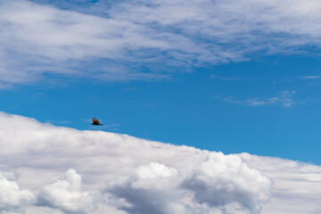 California Condor (Gymnogyps californianus) flying over South Rim of Grand Canyon National Park,...