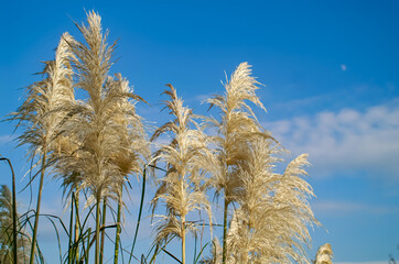 パンパスグラス