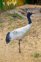A black-necked crane (Latin Grus nigricollis) standing on one leg against a background of yellow sand. Birds, ornithology, ecology.