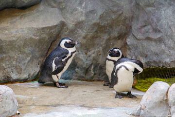 Spectacled penguins cleaning their feathers against a gray rock background. Birds, ornithology,...
