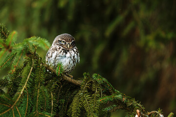 cute little owl (Athene noctua) sitting on a spruce branch