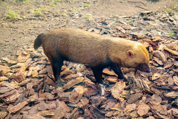 Bush dog (lat. Speothos venaticus) standing on the ground in the rays of the setting sun. Animals,...