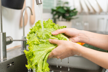 Close up asian young woman washing hydroponic green oak lettuce, fresh vegetables with splash water...