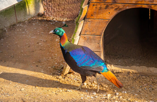 Himalayan monal (Lat. Lophophorus impejanus) with beautiful lilac plumage in the rays of the setting sun. Birds, ornithology, ecology.