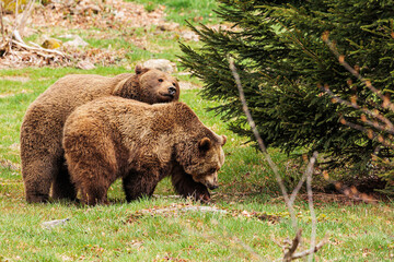 male brown bear (Ursus arctos) the couple goes into the woods