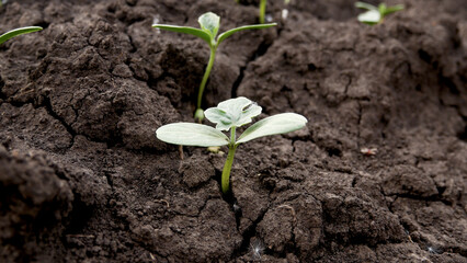 Green small sprouts of plants in black cracked earth in spring. Growing plants in the spring. Agriculture and Plant Care