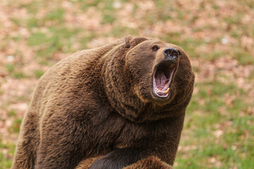male brown bear (Ursus arctos) screaming in the distance