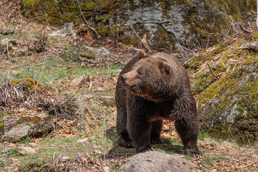 Wall mural male brown bear (Ursus arctos) in the rocks