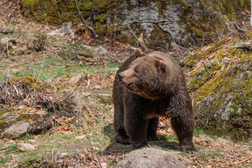 Obraz premium male brown bear (Ursus arctos) in the rocks