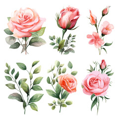 Set of floral watecolor. Flower pink rose, green leaves. Floral poster, invitation floral. Vector arrangements for greeting card or invitation design