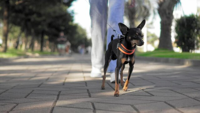 Close-up view of bottom. Woman walks with her little dog Toy Terrier in city park on sidewalk on sunny warm day. Concept of love between dog and man and freedom from children.