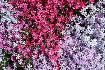 Steingarten im Fr&uuml;hjahr - rockery with pillow flowers in spring