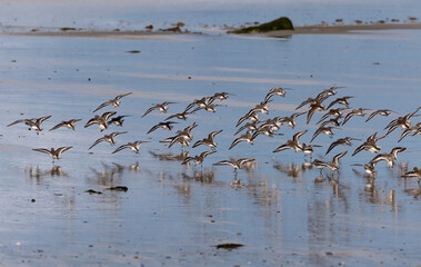 Shallow birds in the prenuptial step on Galician beaches