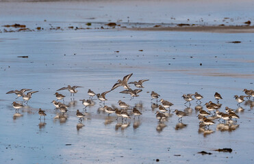 Shallow birds in the prenuptial step on Galician beaches