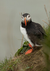 Puffin on cliff face