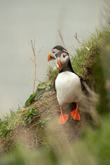 Two Puffins on a cliff face