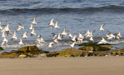 Shallow birds in the prenuptial step on Galician beaches