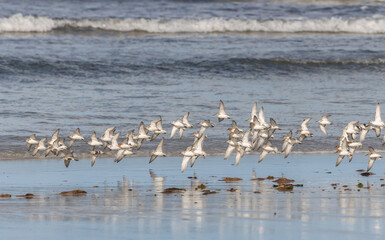 Naklejka premium Shallow birds in the prenuptial step on Galician beaches